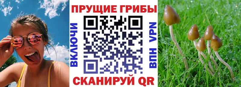 Псилоцибиновые грибы Psilocybine cubensis где найти Чайковский